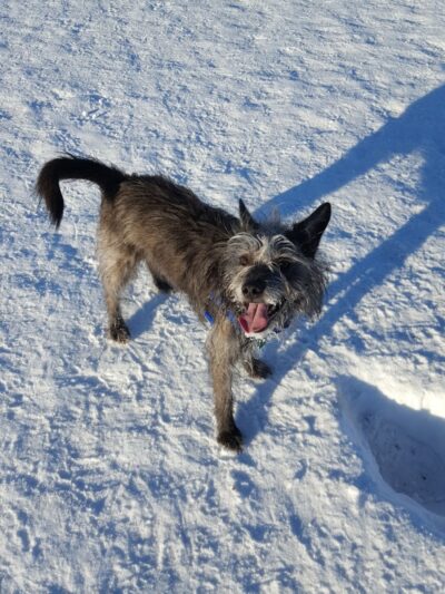 Fairbanks Dog Park Davis Rd - Fairbanks, AK