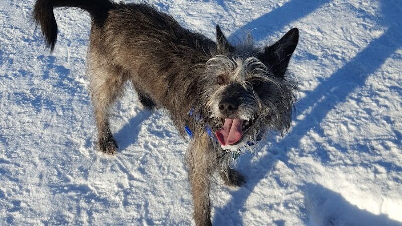 Fairbanks Dog Park Davis Rd - Fairbanks, AK