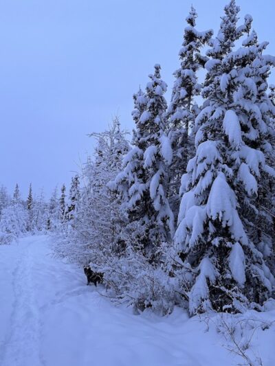 Fairbanks Dog Park Davis Rd - Fairbanks, AK
