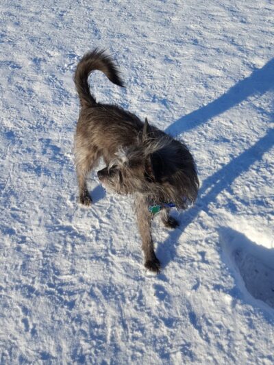 Fairbanks Dog Park Davis Rd - Fairbanks, AK