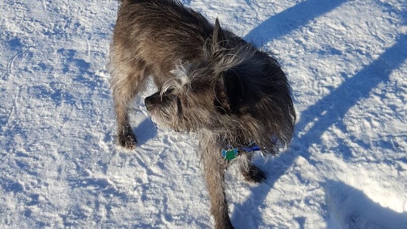 Fairbanks Dog Park Davis Rd - Fairbanks, AK