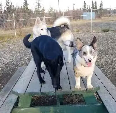 Fairbanks Dog Park Davis Rd - Fairbanks, AK