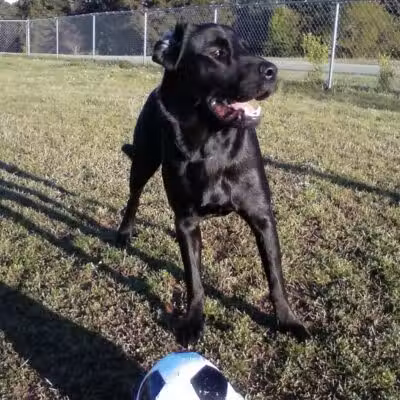 Fairfield Bay Dog Park - Fairfield Bay, AR