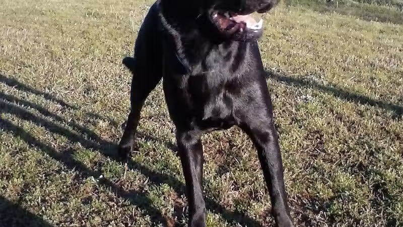 Fairfield Bay Dog Park - Fairfield Bay, AR