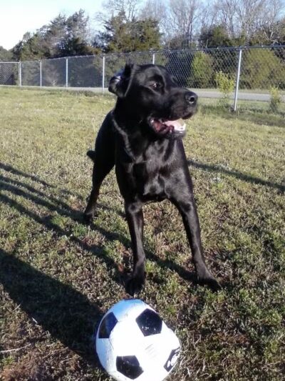 Fairfield Bay Dog Park - Fairfield Bay, AR