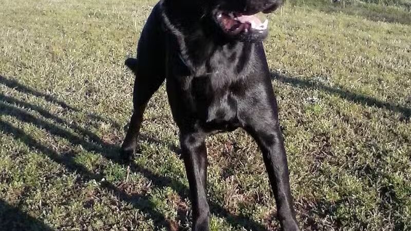 Fairfield Bay Dog Park - Fairfield Bay, AR