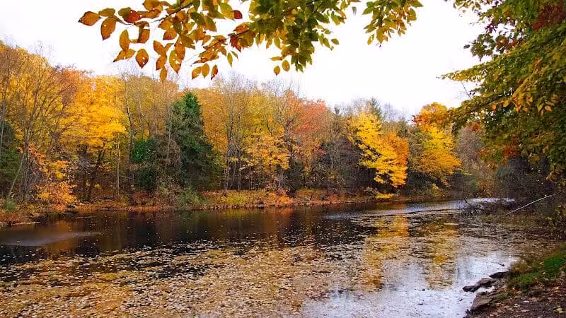 Brett Woods Open Space - Fairfield, CT