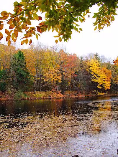 Brett Woods Open Space - Fairfield, CT