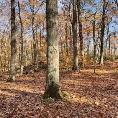 Brett Woods Open Space - Fairfield, CT