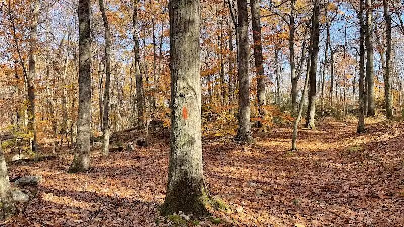 Brett Woods Open Space - Fairfield, CT