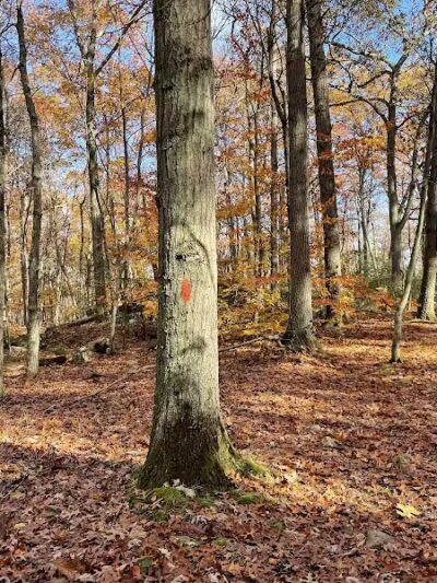 Brett Woods Open Space - Fairfield, CT