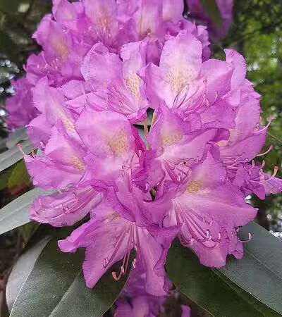 Brett Woods Open Space - Fairfield, CT