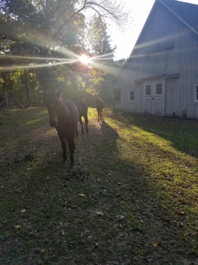 Brett Woods Open Space - Fairfield, CT
