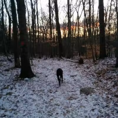 Brett Woods Open Space - Fairfield, CT