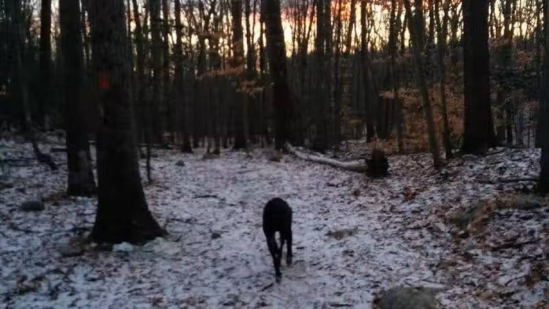 Brett Woods Open Space - Fairfield, CT