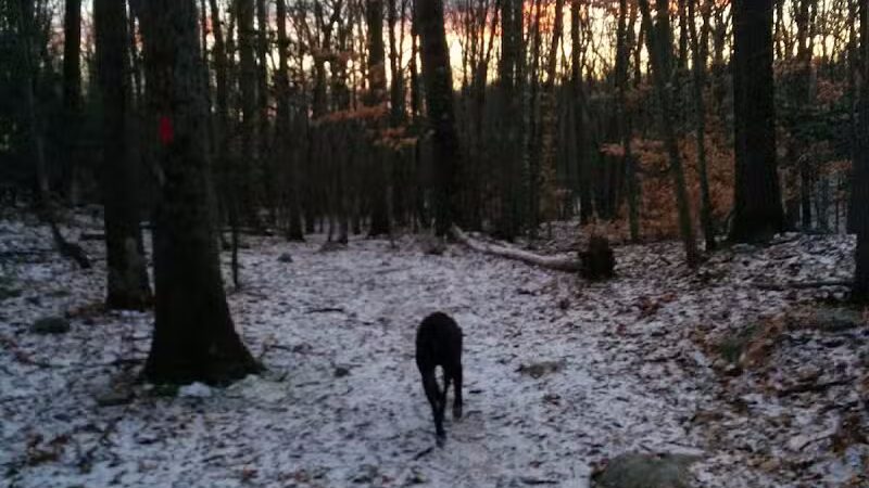 Brett Woods Open Space - Fairfield, CT