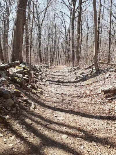 Brett Woods Open Space - Fairfield, CT