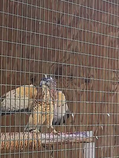 Connecticut Audubon Society - Fairfield, CT