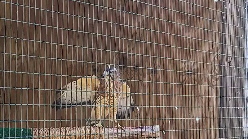 Connecticut Audubon Society - Fairfield, CT