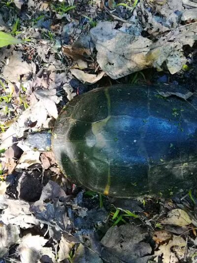 Connecticut Audubon Society - Fairfield, CT