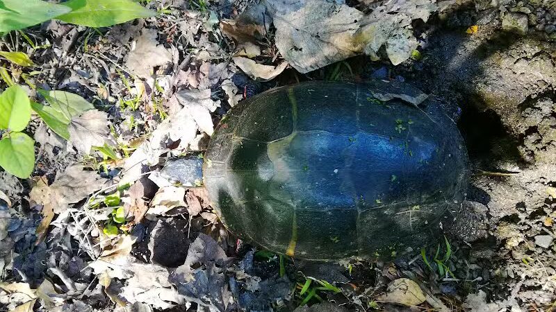 Connecticut Audubon Society - Fairfield, CT