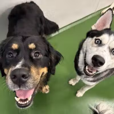 Dogtopia of Fairfield - Fairfield, CT