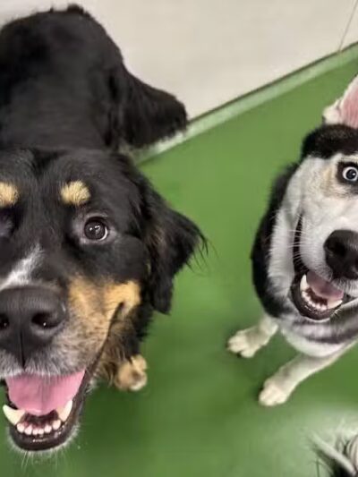 Dogtopia of Fairfield - Fairfield, CT