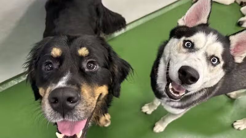 Dogtopia of Fairfield - Fairfield, CT