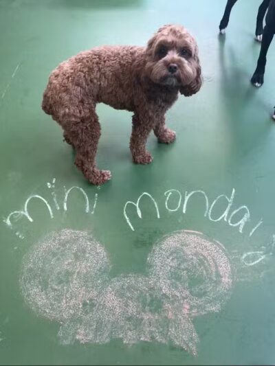 Dogtopia of Fairfield - Fairfield, CT