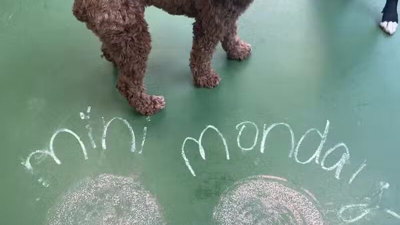 Dogtopia of Fairfield - Fairfield, CT