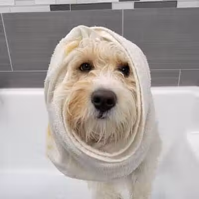Dogtopia of Fairfield - Fairfield, CT