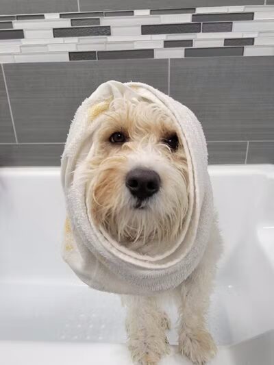 Dogtopia of Fairfield - Fairfield, CT