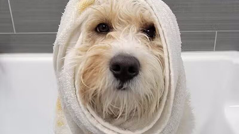 Dogtopia of Fairfield - Fairfield, CT