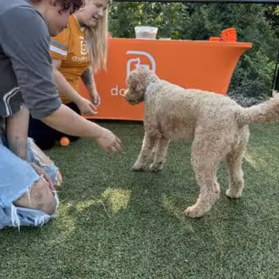 Dogtopia of Fairfield - Fairfield, CT