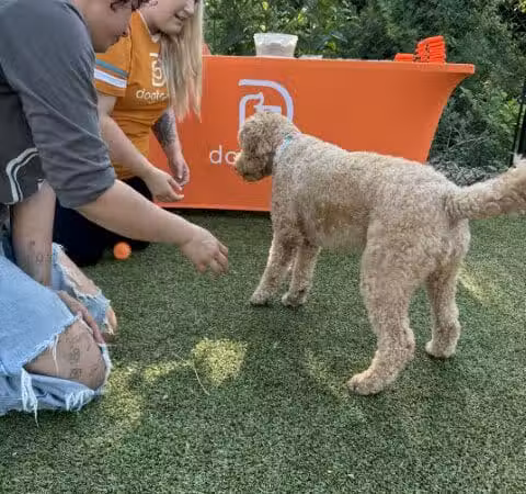 Dogtopia of Fairfield - Fairfield, CT
