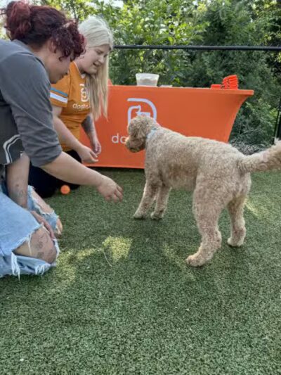 Dogtopia of Fairfield - Fairfield, CT