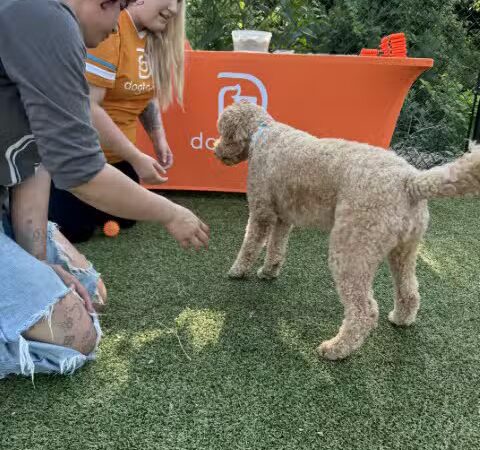 Dogtopia of Fairfield - Fairfield, CT