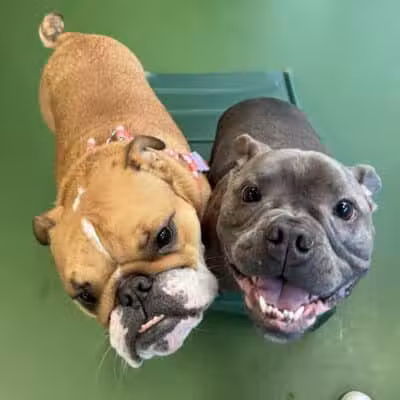 Dogtopia of Fairfield - Fairfield, CT