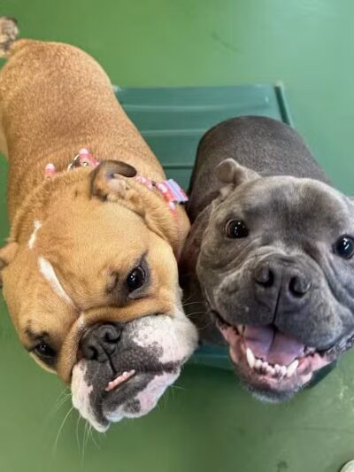 Dogtopia of Fairfield - Fairfield, CT