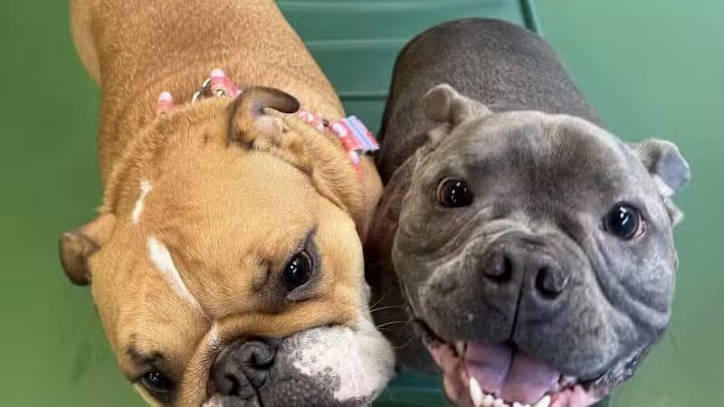 Dogtopia of Fairfield - Fairfield, CT