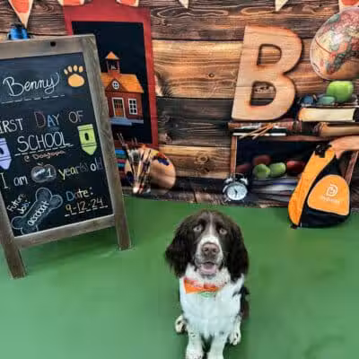 Dogtopia of Fairfield - Fairfield, CT