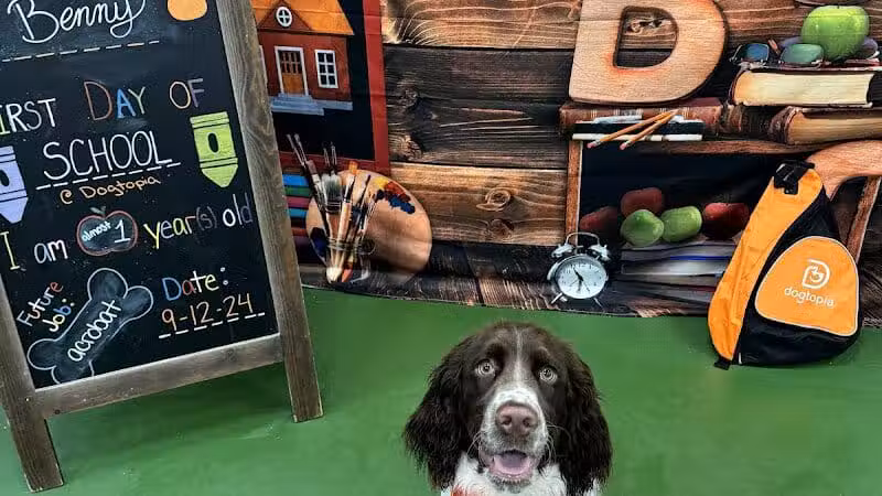 Dogtopia of Fairfield - Fairfield, CT