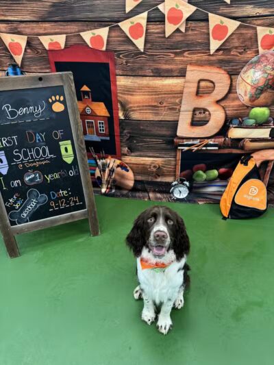 Dogtopia of Fairfield - Fairfield, CT