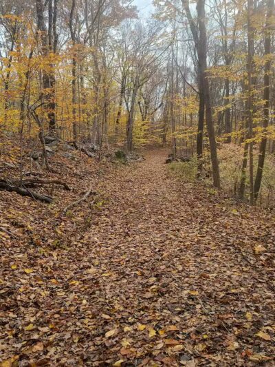 Grace Richardson Conservation Area - Fairfield, CT