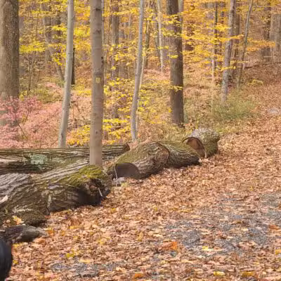 Grace Richardson Conservation Area - Fairfield, CT