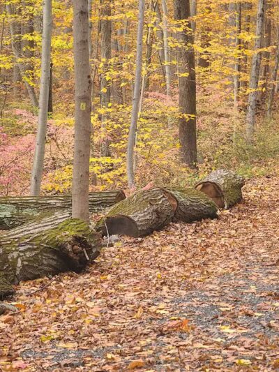 Grace Richardson Conservation Area - Fairfield, CT