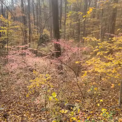 Grace Richardson Conservation Area - Fairfield, CT