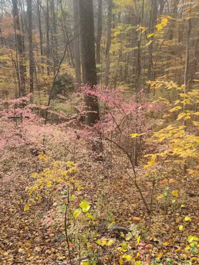 Grace Richardson Conservation Area - Fairfield, CT