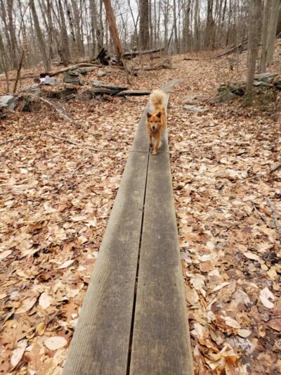 Grace Richardson Conservation Area - Fairfield, CT