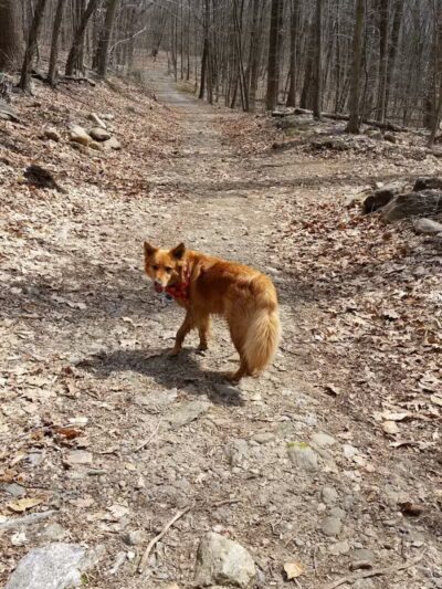 Grace Richardson Conservation Area - Fairfield, CT